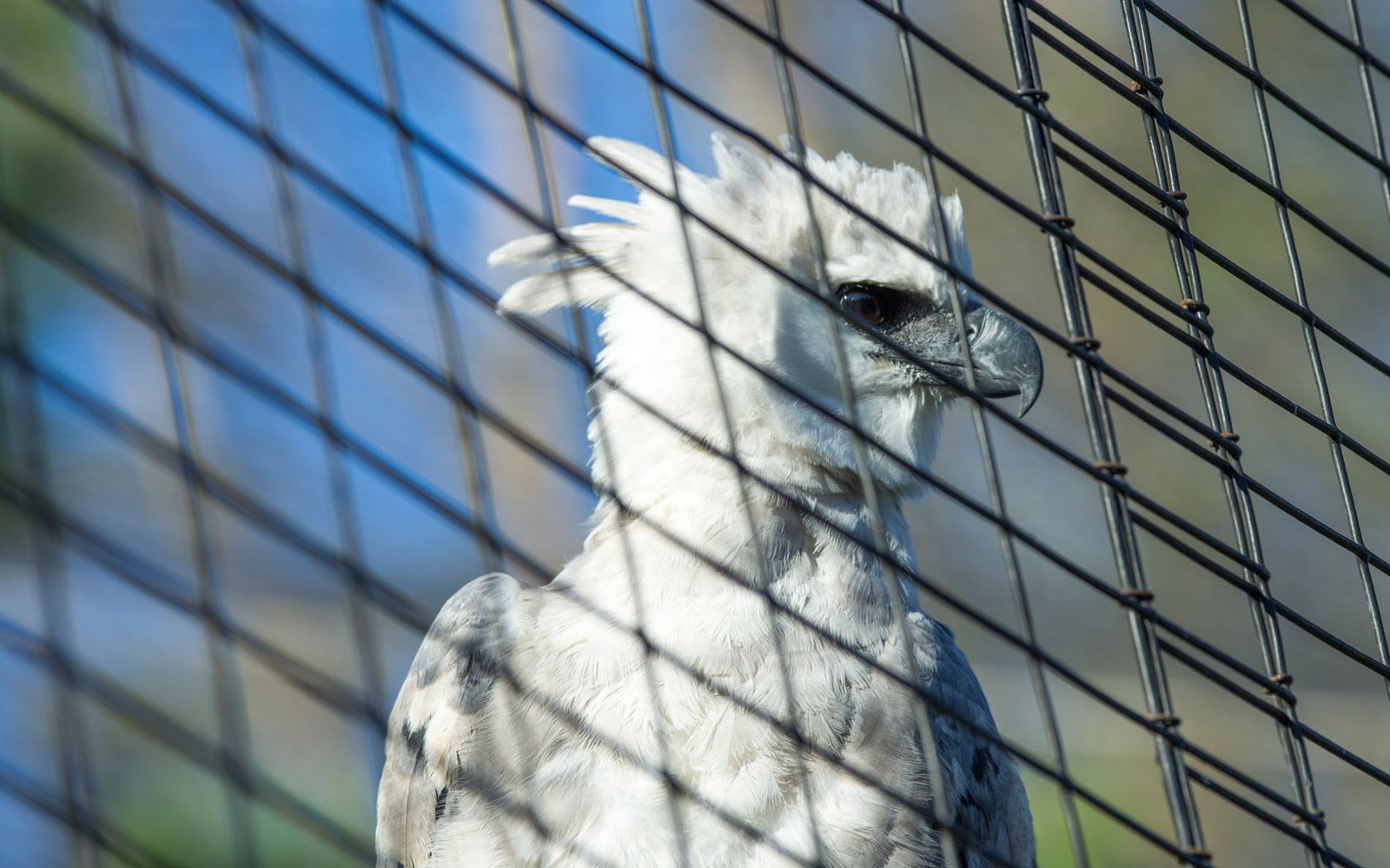 San Diego Zoo Part I 086